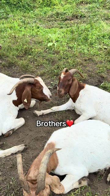@amazingrazinggoats