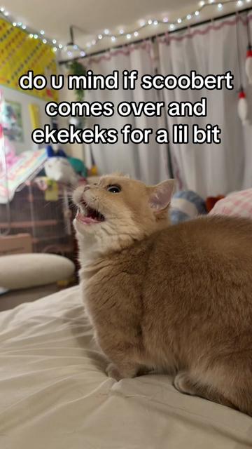 @honey butter chicken biscuit