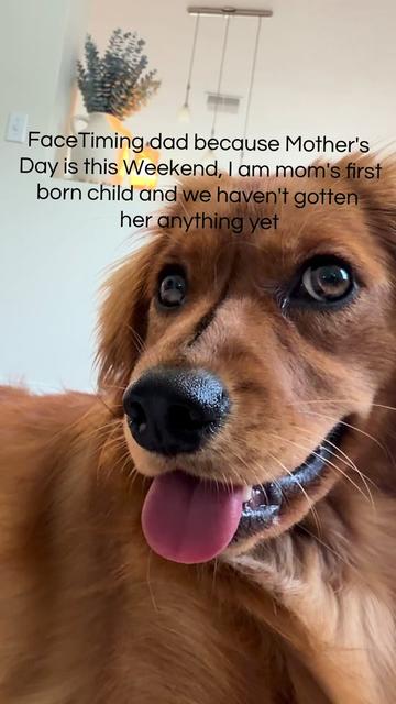 @Sage | Mini Golden Retriever