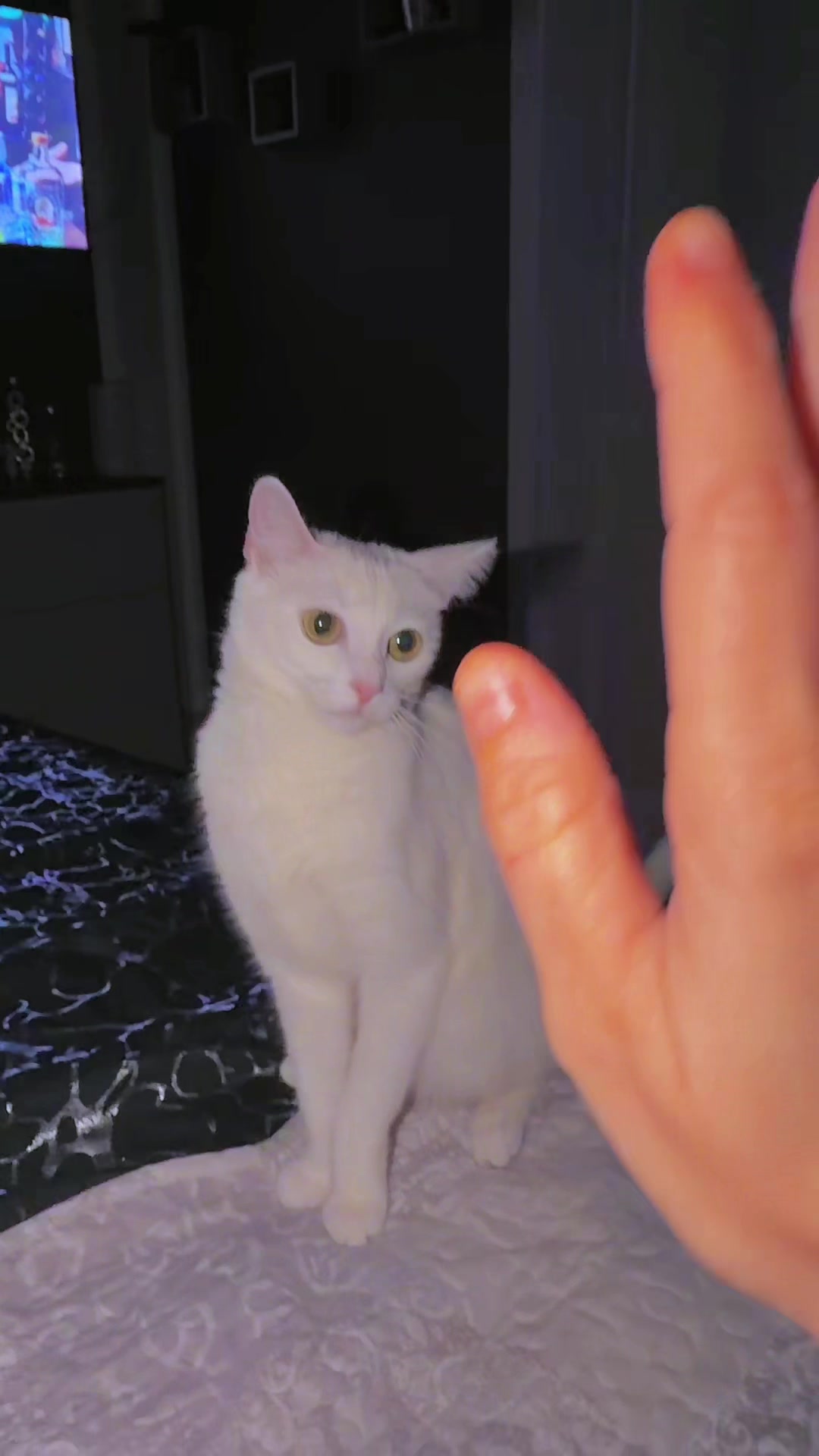 @๐งฟ๐๐๐ฑ๐๐๐๐๐๐๐ ๐๐๐งฟ