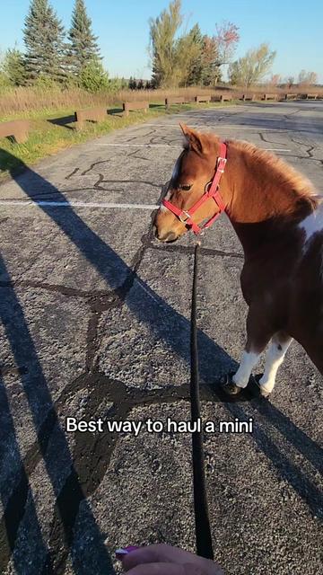 @minihorsemomandtrainer🐴🐴🐴🐴