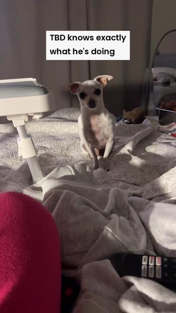 @TBD the Rescue Chihuahua