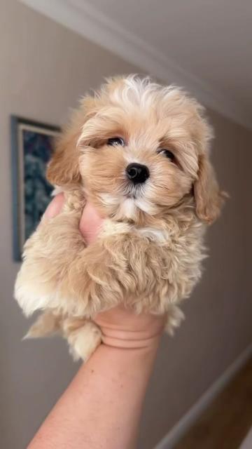 @Maltipoo Puppy Place