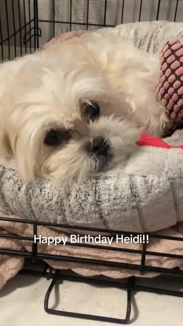 @heidi_the_malshi