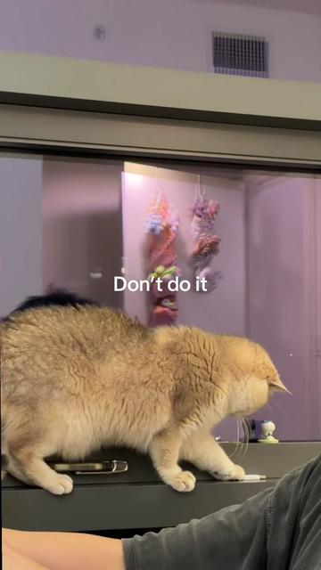 @claire 🐹