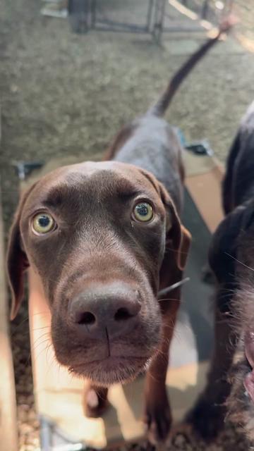 @sftsanimalrescue