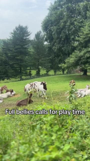 @amazingrazinggoats