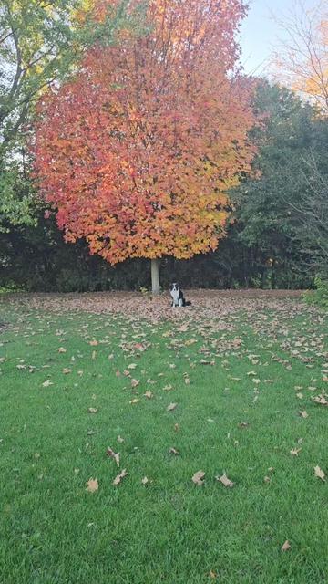 @Zedthebordercollie🇨🇦