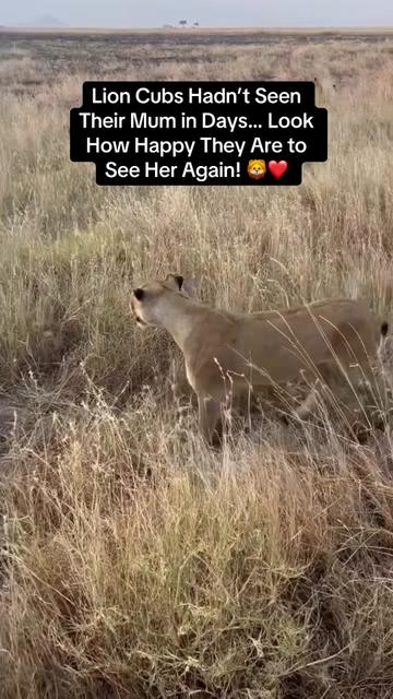 @KJ@LoveAnimalsEpicNature