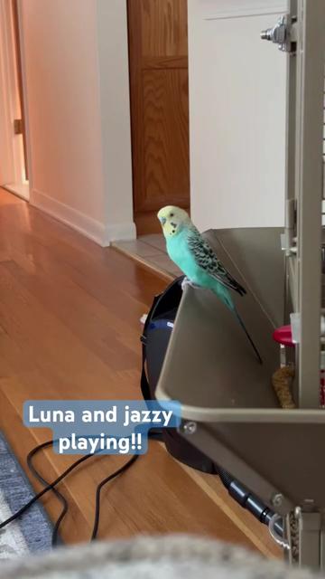 @The budgie trio