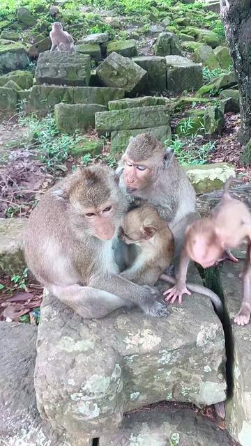 @Monkey Cambodia
