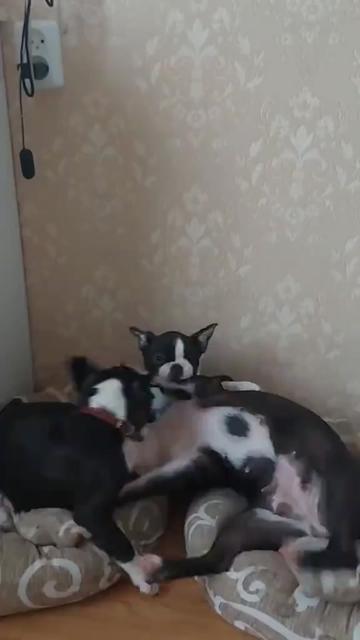 @Boston terrier puppies