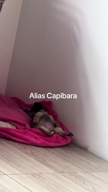 @caradeangel55