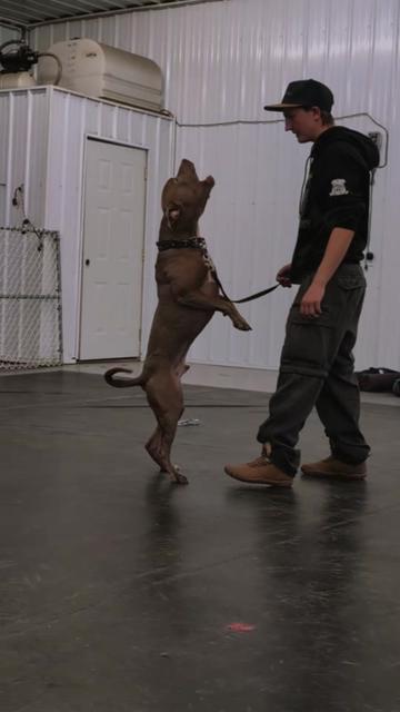@Kavik.K9