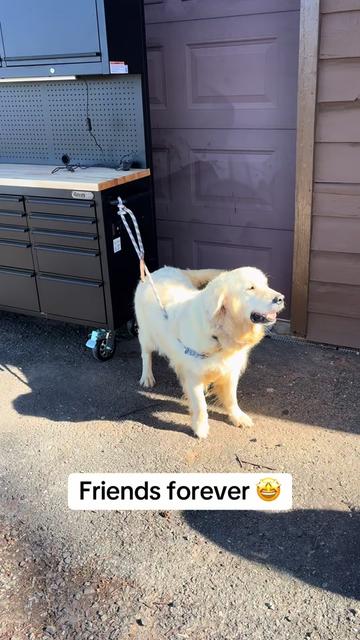 @Furry Tailed Friends NC