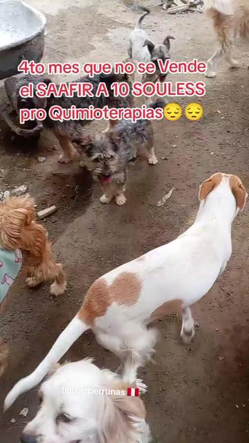 @Asociación T.Perrunas🐕🐈🇵🇪