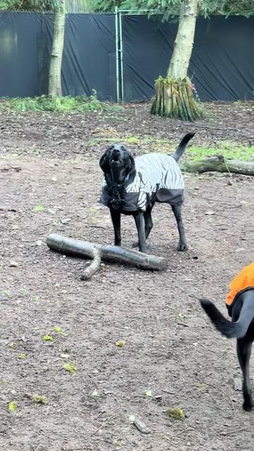 @Derpydogbus