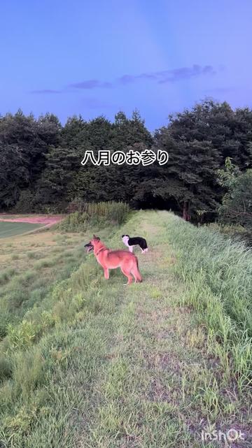 @シェパードmixサンちゃんとボーダーコリーのヘルツォーク