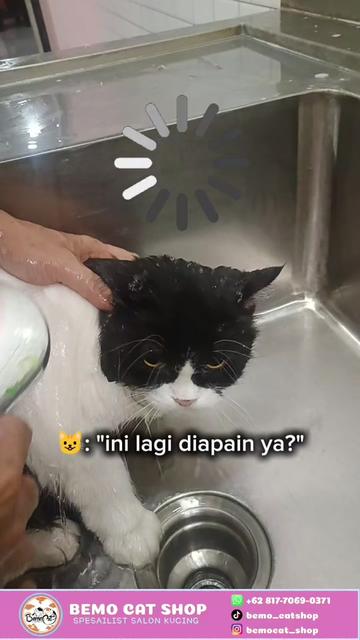 @Bemo Catshop