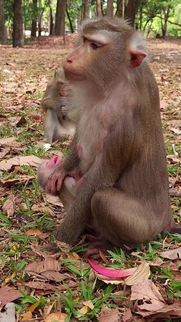 @Monkey Cambodia