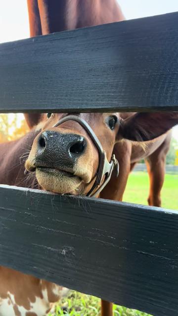 @Ashley at Rivermont Farm🐎🐶