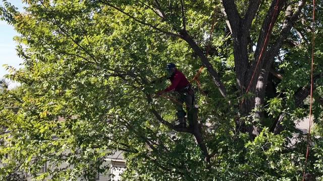 @Live Oak Tree Service
