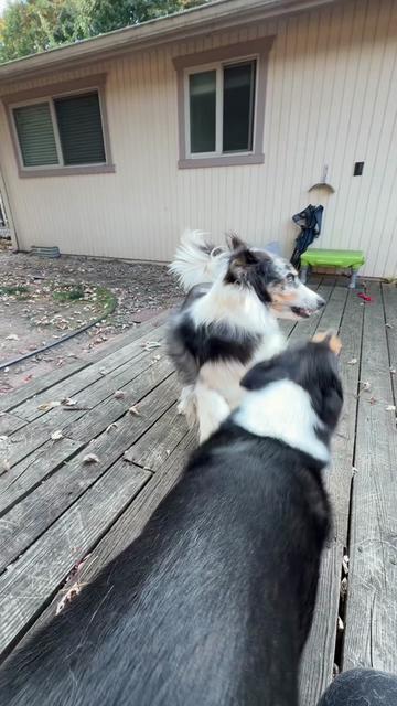 @lauren | dog behavior pro