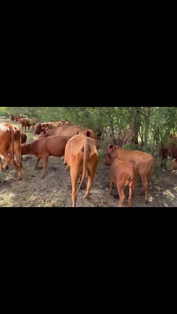@Flat Rock Cattle Co