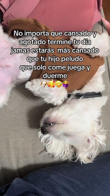 @💜Leo mi hijo de 4🐾🥰💜