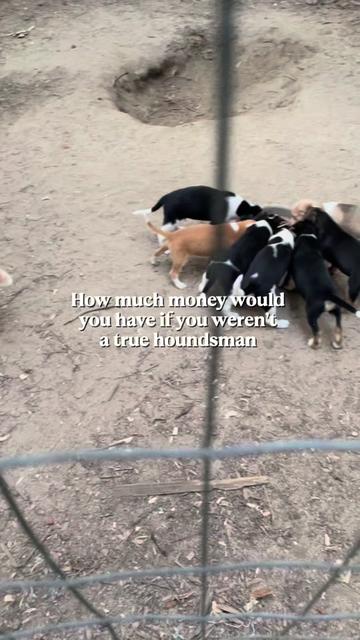 @3DeepKennels