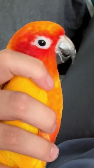 @Bird_Tails