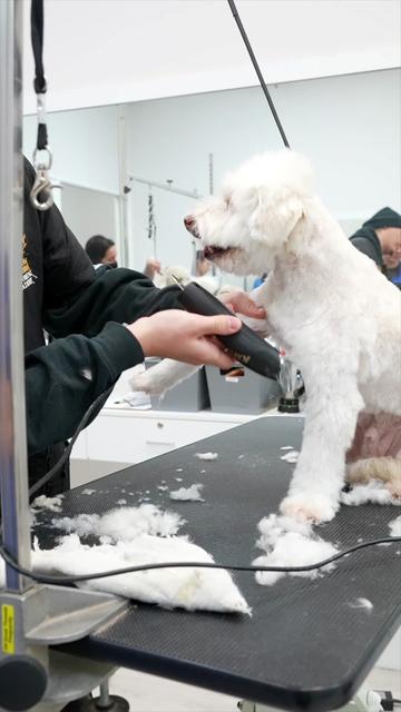 @NorCal Grooming Academy