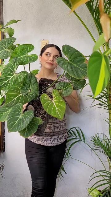 @Plantología🌿