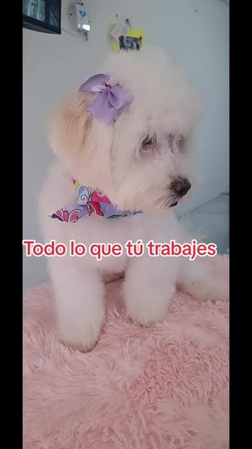 @Carolina villegas