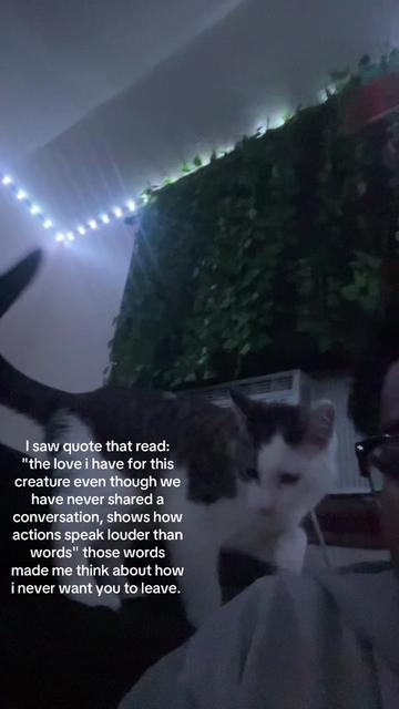 @Gato