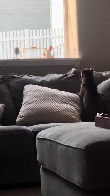 @Hollywood’s Gemi