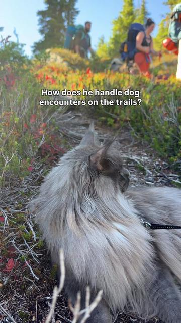 @Mugen the Maine Coon 🇨🇦