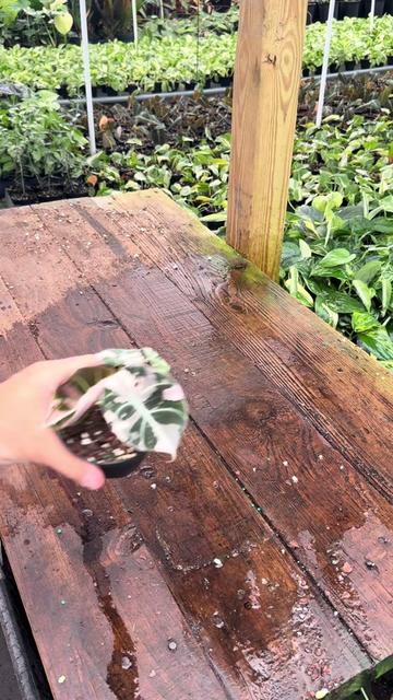 @BWH Plant Co