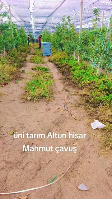 @mahmut çavuş