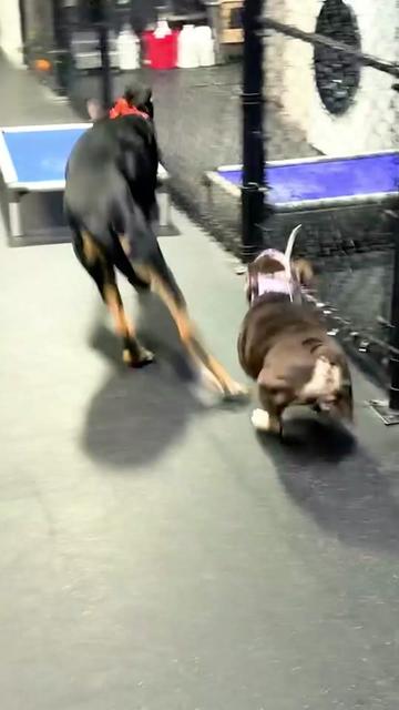 @Miracle K9 Training