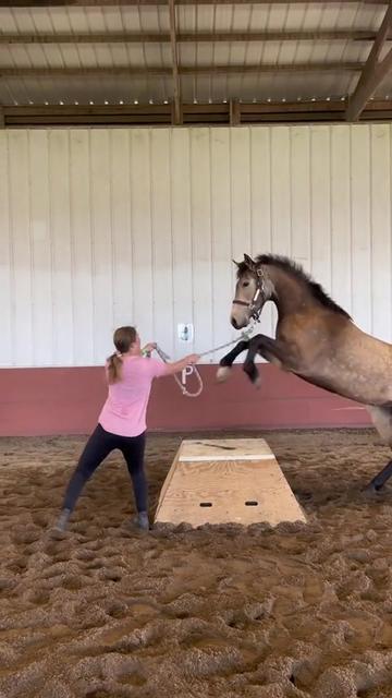 @Horses TikTok