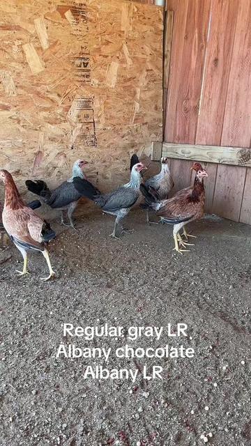 @A.MENDOZA.FARM.USA 74HWY
