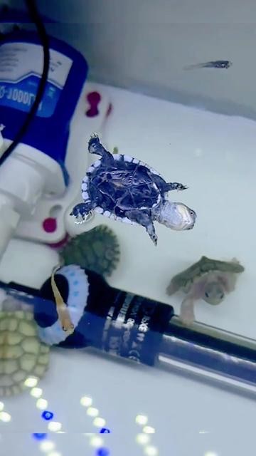 @Mr. Turtle