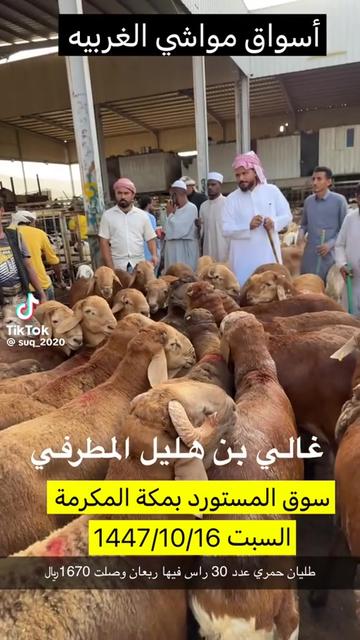 @mohamed_ksa0