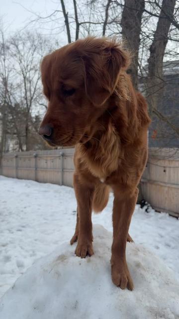 @Rooster The Red Retriever
