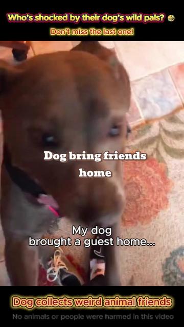 @pet.funny799