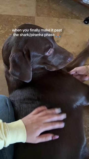 @Apollo the Choc Lab 🤎