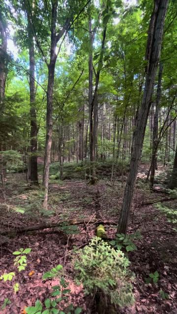 @Daver in the Woods