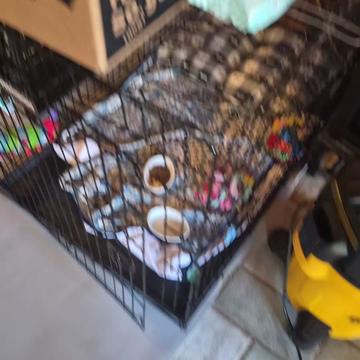 @Barb's Precious Pups
