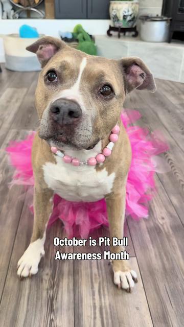@Indie.pittie